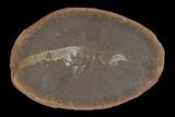 Fossil Shrimp (Kellibrooksi) Nodule, Pos/Neg- Illinois #120887-2